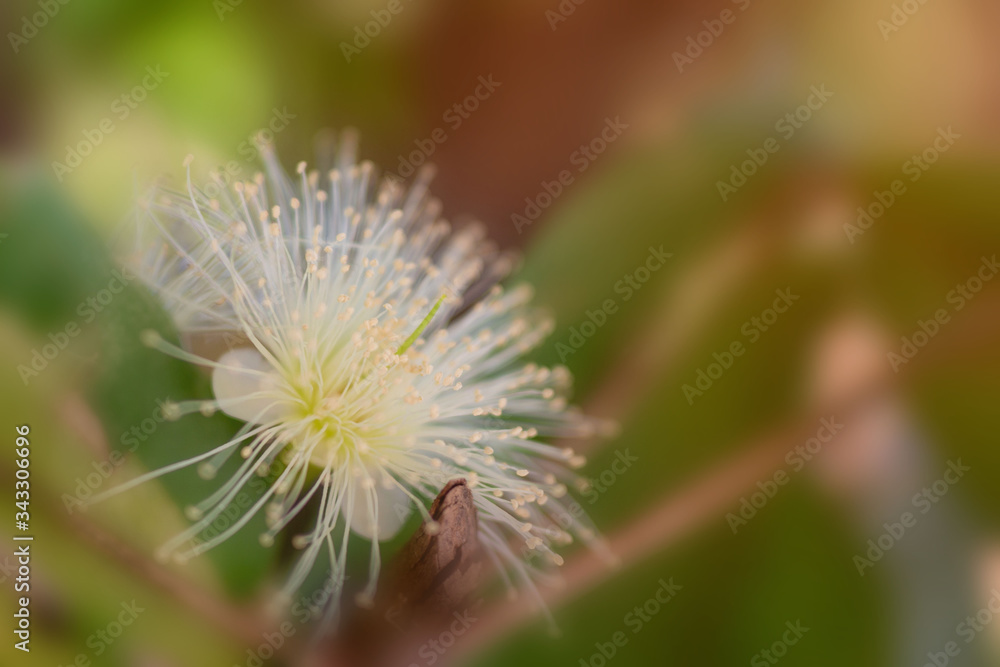 Flower in soft focus on blurred and bokeh background. Flower in soft focus on blurred and bokeh background.