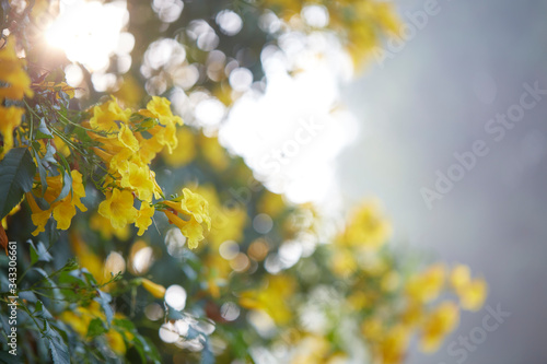 Blossoms of Yellow Trumpetbush, Tecoma stans