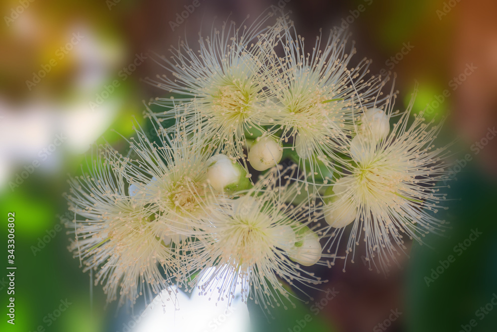 Flower in soft focus on blurred and bokeh background. Flower in soft focus on blurred and bokeh background.