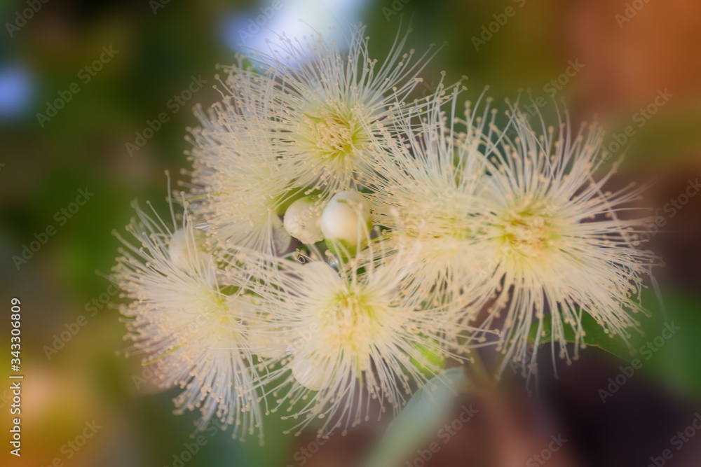 Flower in soft focus on blurred and bokeh background. Flower in soft focus on blurred and bokeh background.