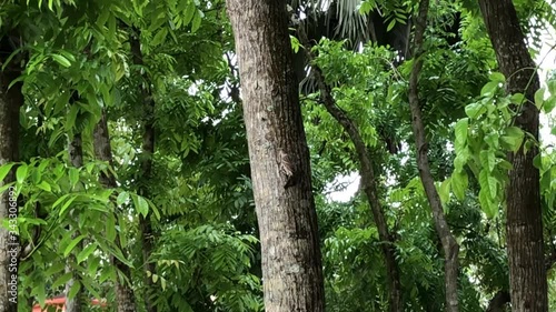Sparrow bird in the mahogany tree