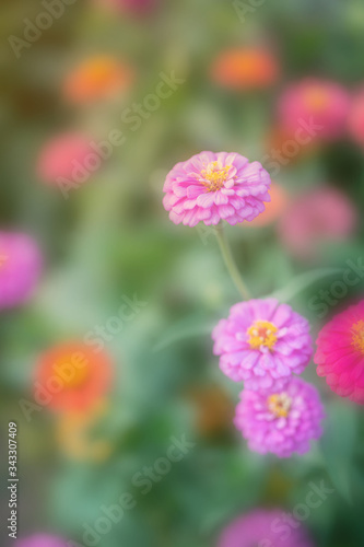 Flower in soft focus on blurred and bokeh background. © seesulaijular
