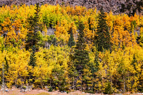 Fototapeta Naklejka Na Ścianę i Meble -  Colorful aspen trees explode in autumn colors in Rocky Mountains, Colorado, USA.
