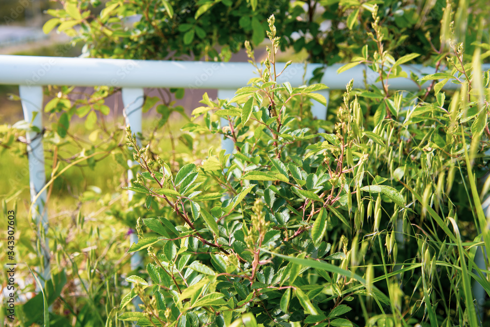 Obraz premium 植物
