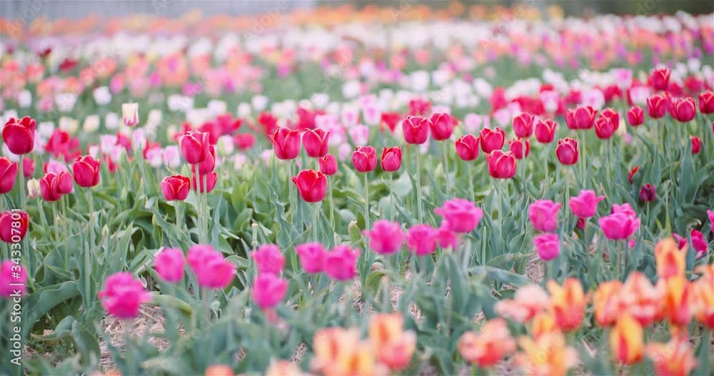 Blooming Tulips on Agriculture Field Blooming Tulips on Agriculture Field