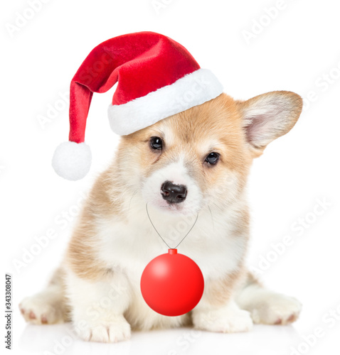 Cute Pembroke Welsh Corgi puppy wearing a red christmas hat holds toy ball. isolated on white background