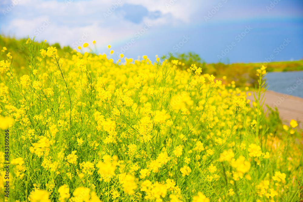 菜の花 菜の花