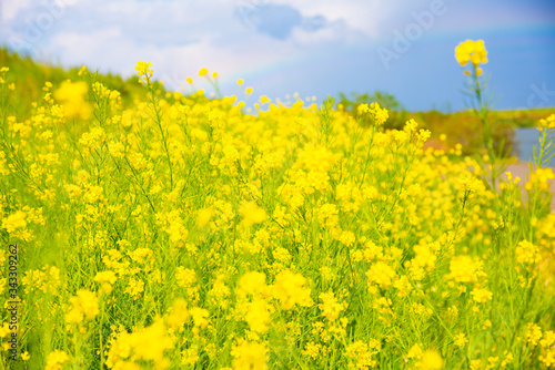 菜の花