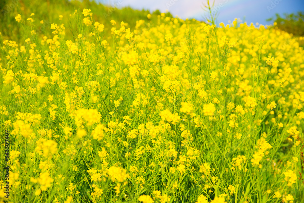 菜の花