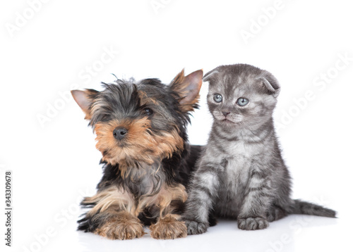 Yorkshire Terrier puppy and kitten look together away and up. Isolated on white background