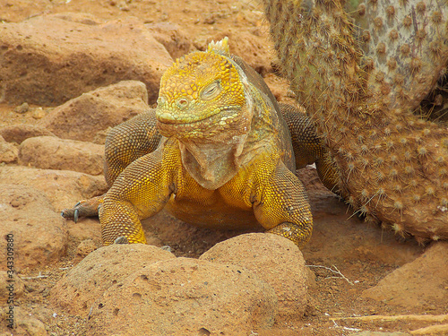 Close-up of a land iguana from the Galapagos Islands of Ecuador