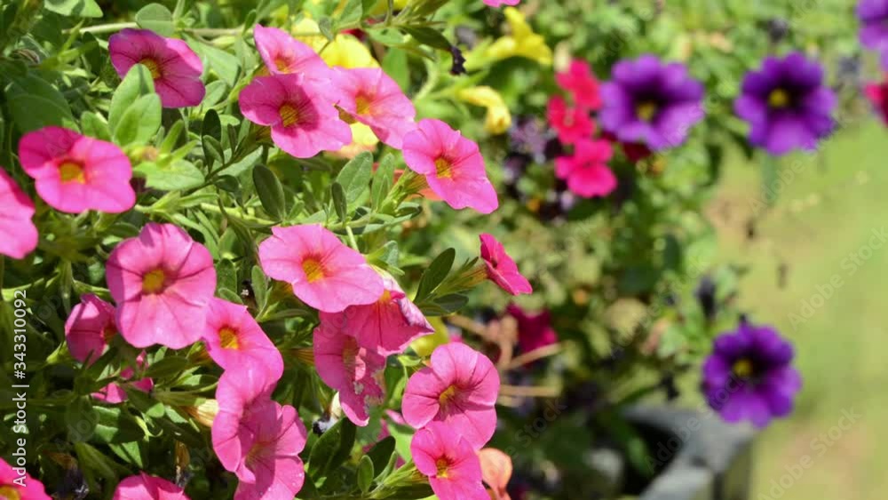 Beautiful pink Calibrachoa flowers in spring sun Beautiful pink Calibrachoa flowers in spring sun