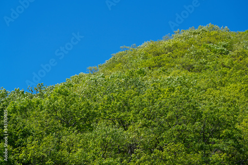 Blue sky and fresh green background © m________k____