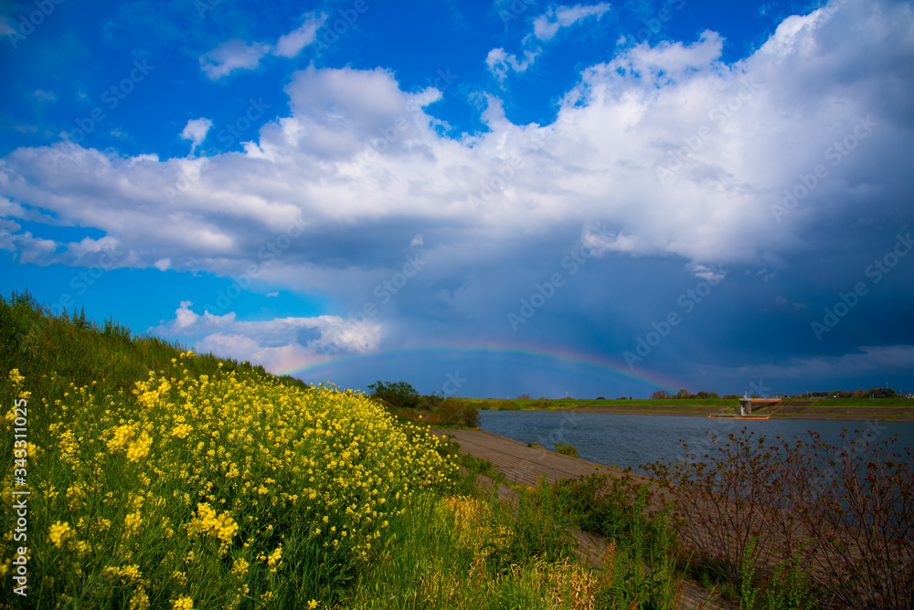 Fototapeta premium 虹