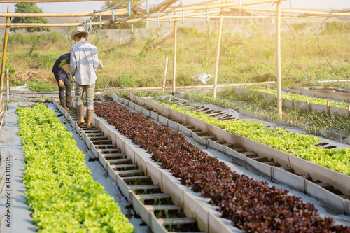 Beautiful young asian two man picking up fresh organic vegetable with basket together in the hydroponic farm, harvest and agriculture and cultivation for healthy food and business concept.