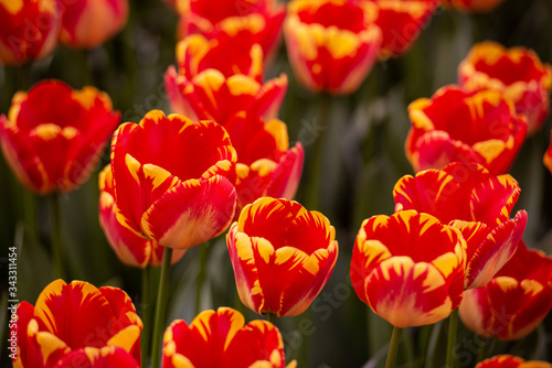 Tulipani rosso fuoco variegato in primo piano isolati