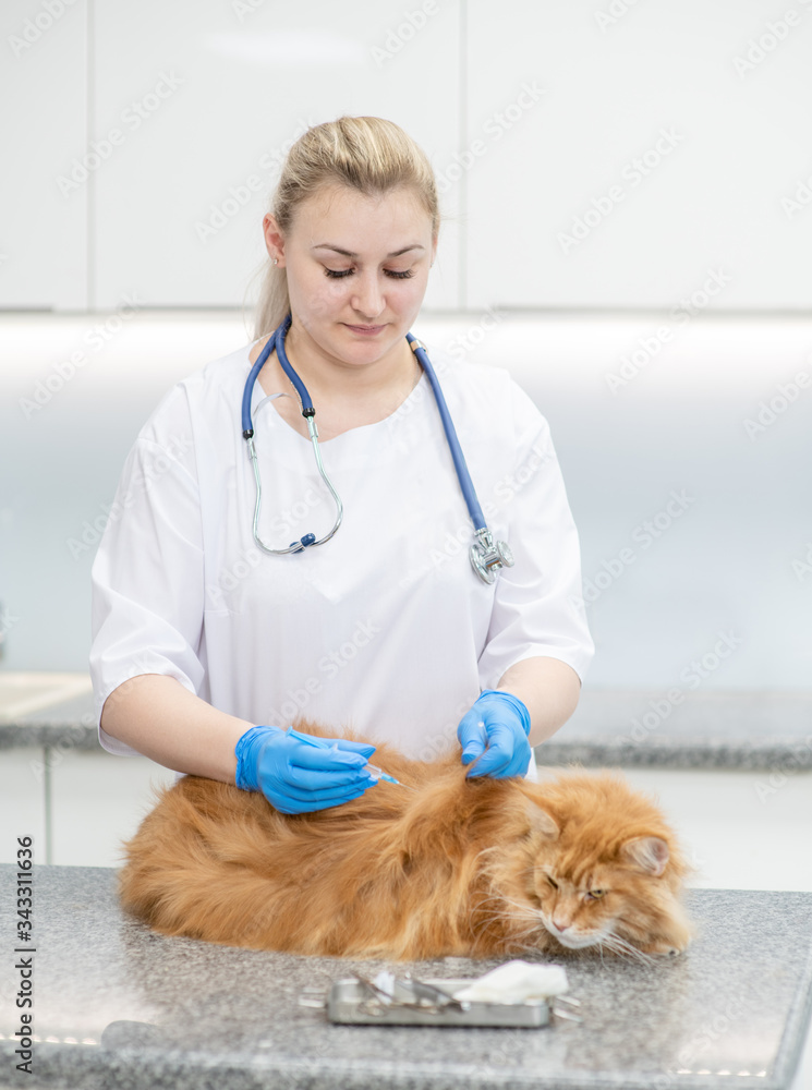 Veterinarian gives the injection to adult maine coon cat at a vet clinic Veterinarian gives the injection to adult maine coon cat at a vet clinic