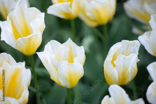 Insieme di corolle di tulipani variegate in primo piano