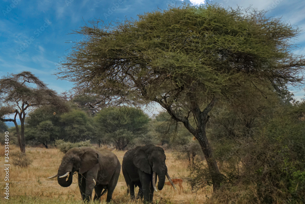 Fototapeta premium Elephants under an acacia tree