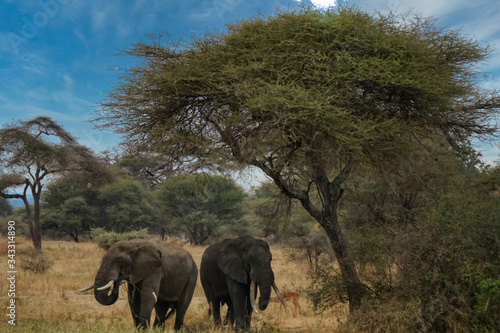 Elephants under an acacia tree