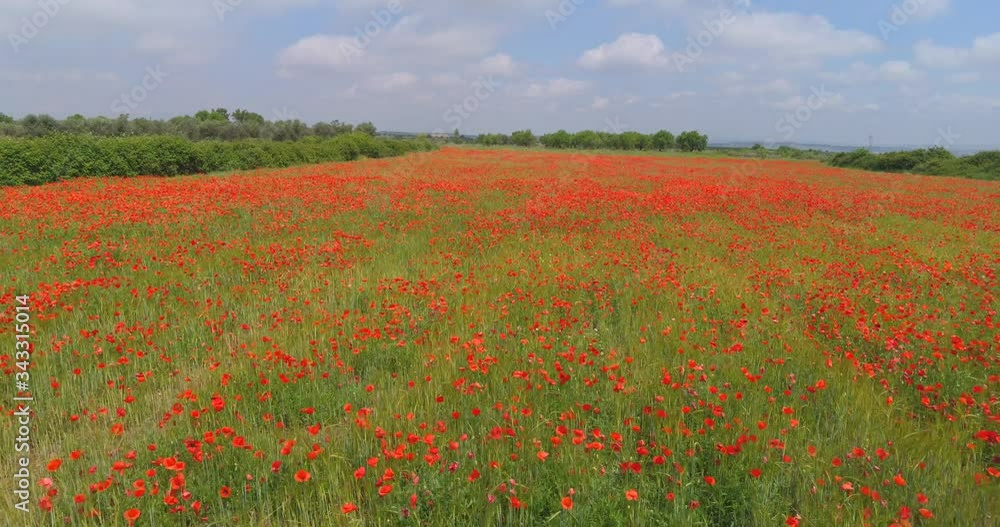 fields of red flowers with a poppy bird's eye view in spring, drone flight concept fields of red flowers with a poppy bird's eye view in spring, drone flight concept