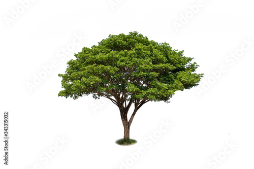 East Indian walnut tree, green rain tree or monkey pod on a white background with the clipping path. © Arthon