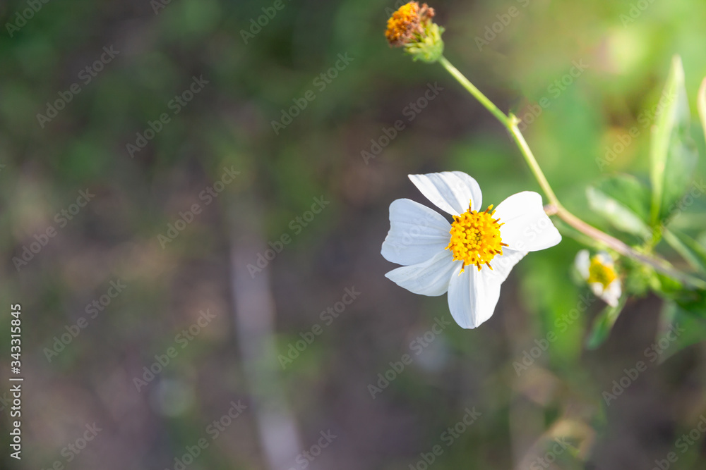 White cosmos flower in garden , cosmos flower in grass