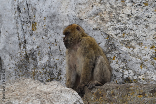 The Monkey's of Gibraltar
