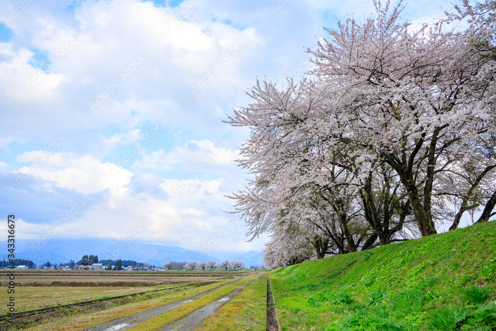 Obraz premium 桜 満開 秋田県大仙市中仙