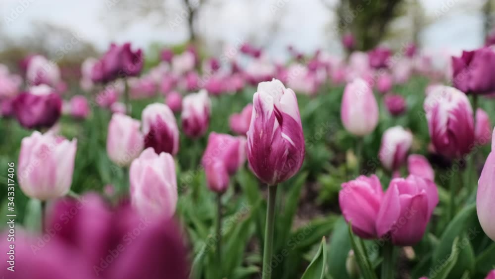 Tulips gently swaying in wind. Handheld, shallow focus Tulips gently swaying in wind. Handheld, shallow focus