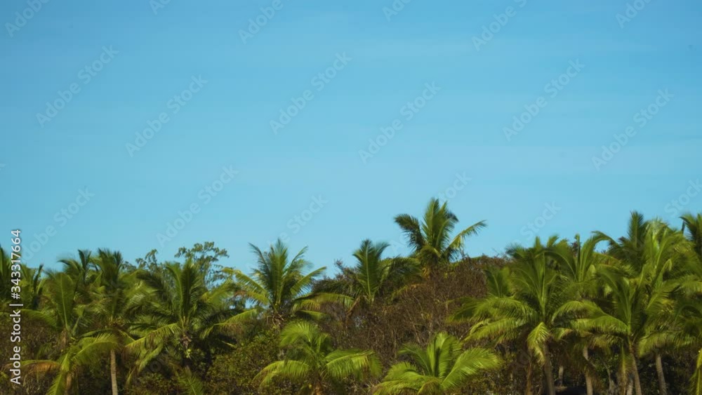 Tropical paradise with clear blue sky and lush palm trees swaying in the wind Tropical paradise with clear blue sky and lush palm trees swaying in the wind