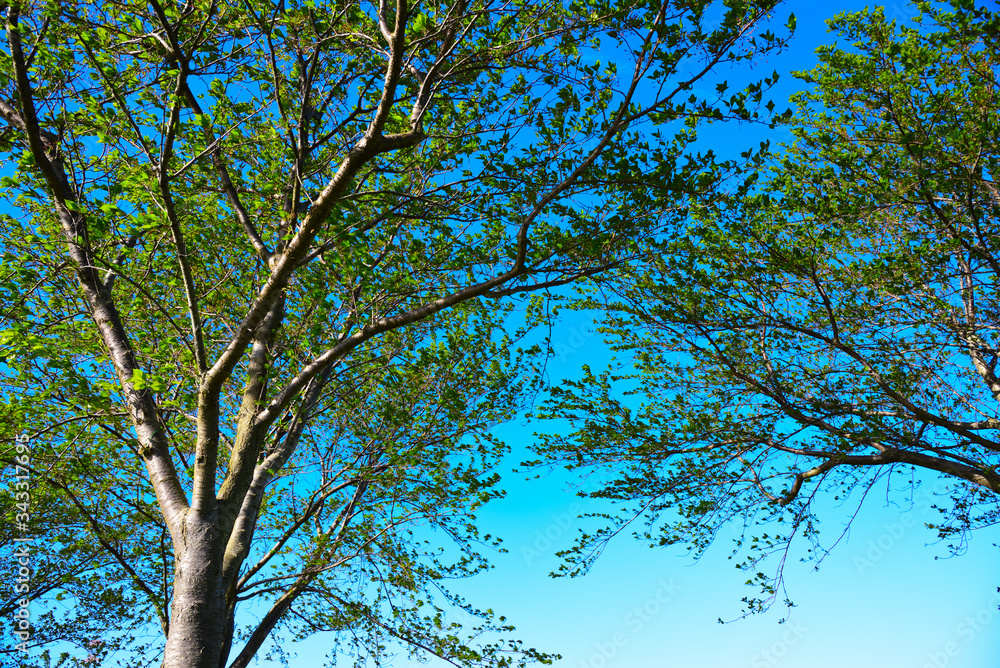 Fototapeta premium 葉桜