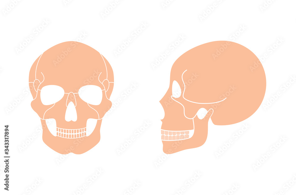 Human skull anatomy. Human skull anatomy.