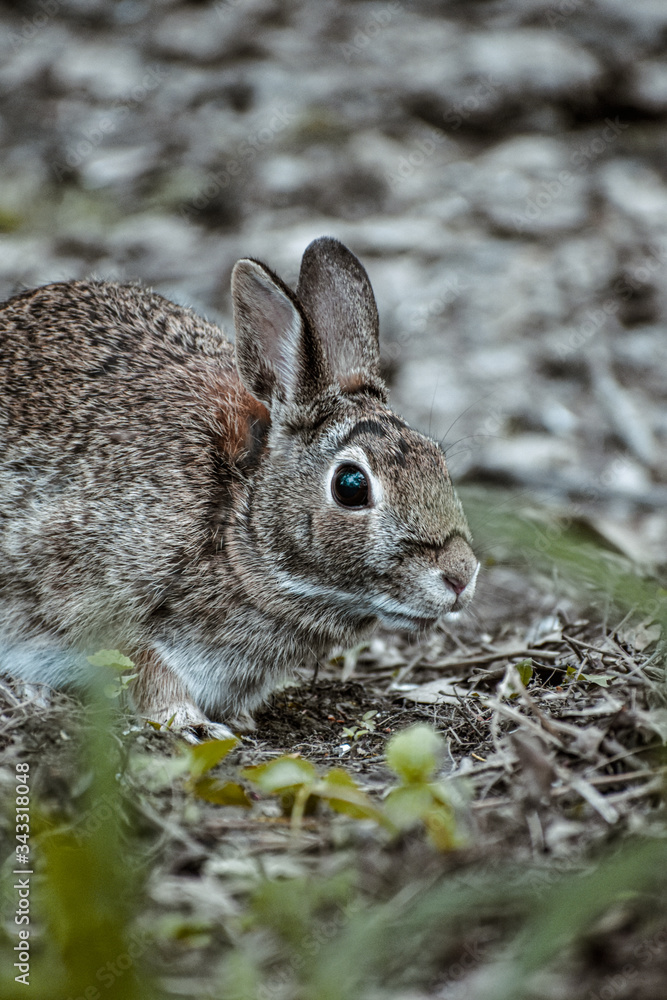 Fototapeta premium A little brown rabbit on the grassland in summer 