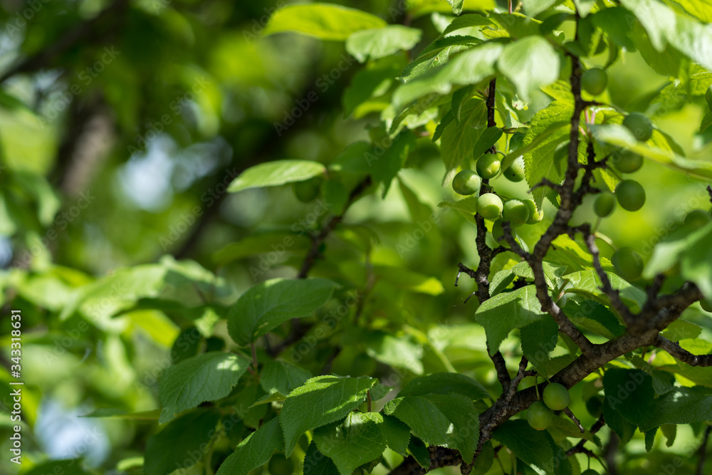 Fresh fruits on tree branches in spring sunny day.