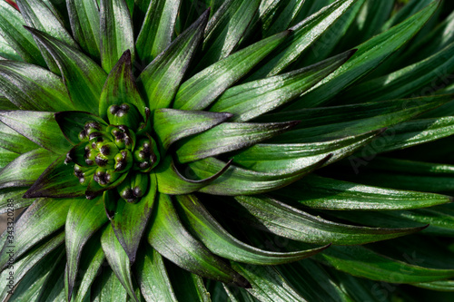 Wallpaper Mural 花のつぼみと葉 Torontodigital.ca