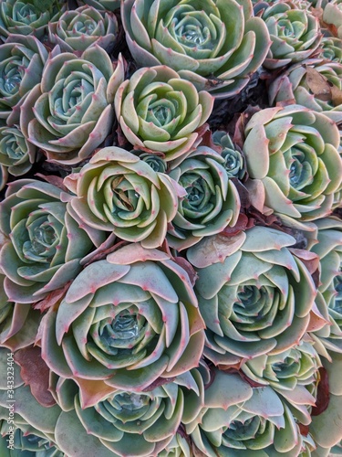 Pink and Green Succulents 2