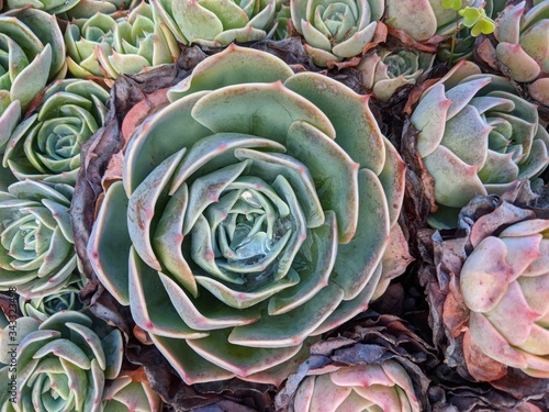 Succulent after hail storm