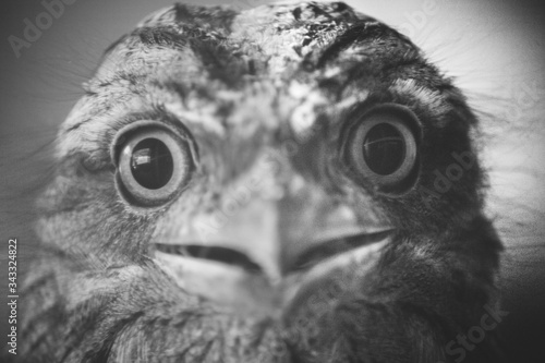 portrait of a Frogmouth
