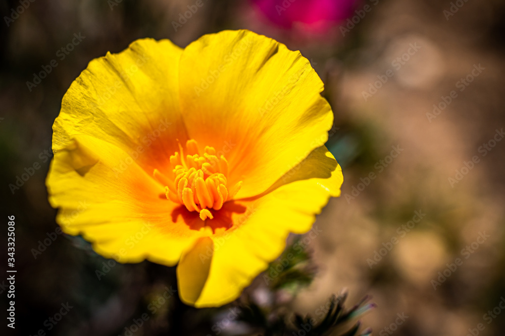 Poppies Orange California Poppy Poppies Orange California Poppy