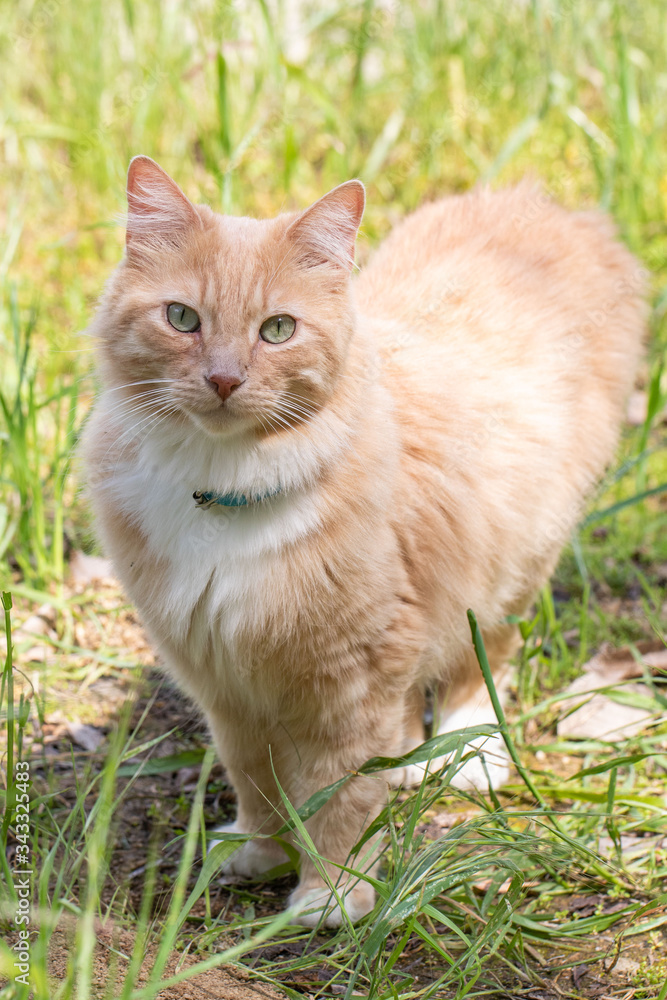 Cat Cat