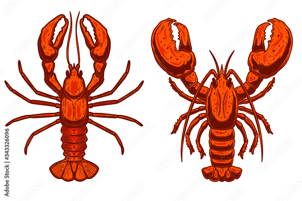 Set of Illustrations of lobsters in engraving style. Design element for