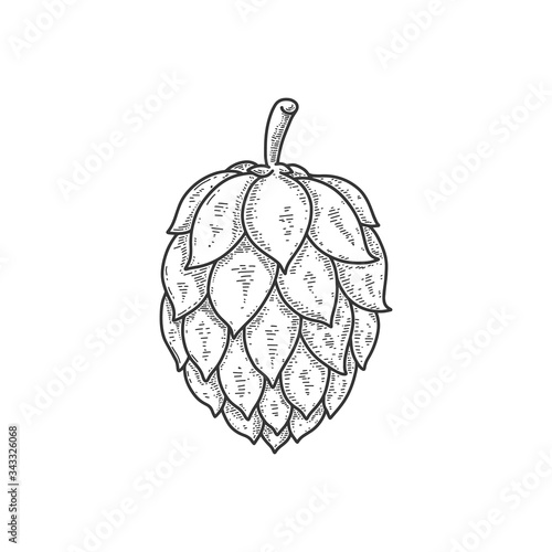 illustration of beer hop in engraving style. Design element for poster, label, sign, emblem, menu. Vector illustration