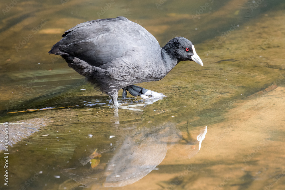 Eurasian Coot feeding at the water edge Eurasian Coot feeding at the water edge