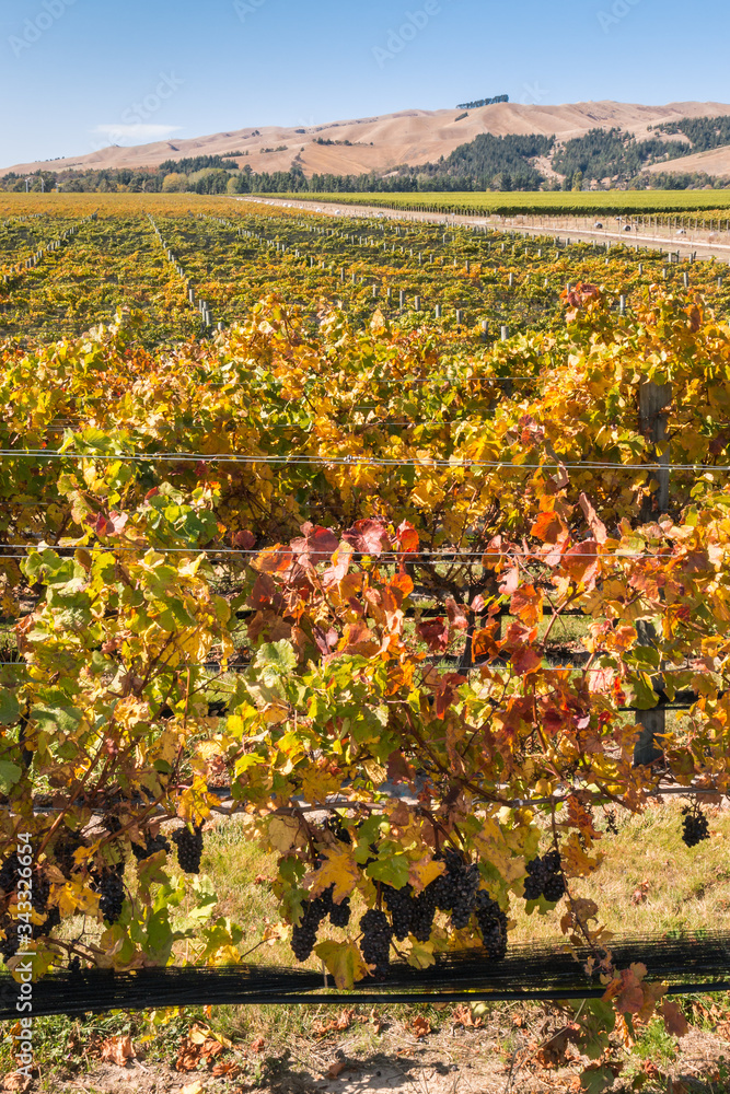 New Zealand Pinot Noir grapevine vineyards with ripe grapes and autumn leaves 