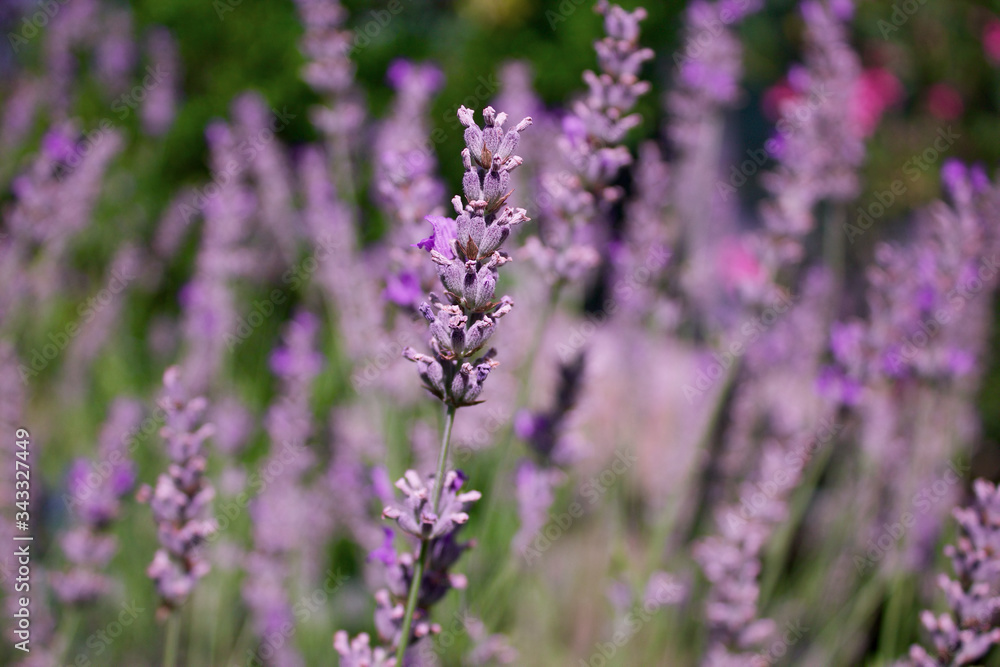Lavender in Provence – Close up of Bush of purple Lavender, Bokeh with Blurred Background Lavender in Provence – Close up of Bush of purple Lavender, Bokeh with Blurred Background