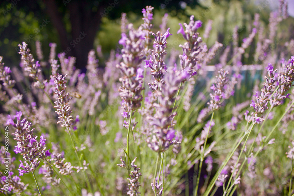 Close up of Bushes of purple Lavender at sunset, Bokeh with Blurred Background Close up of Bushes of purple Lavender at sunset, Bokeh with Blurred Background