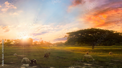 World environment day concept  Sheeps on the field