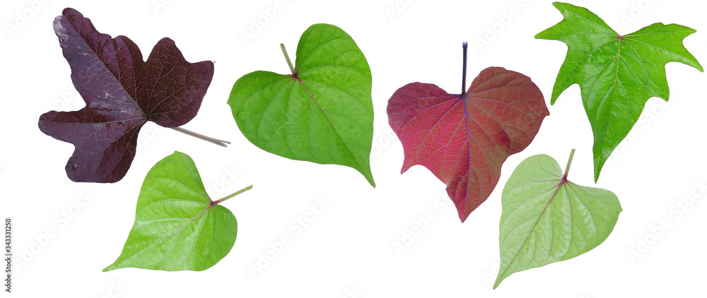 collection of sweet potato leaf isolated on the white background