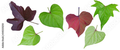 Obraz na płótnie collection of sweet potato leaf isolated on the white background w salonie